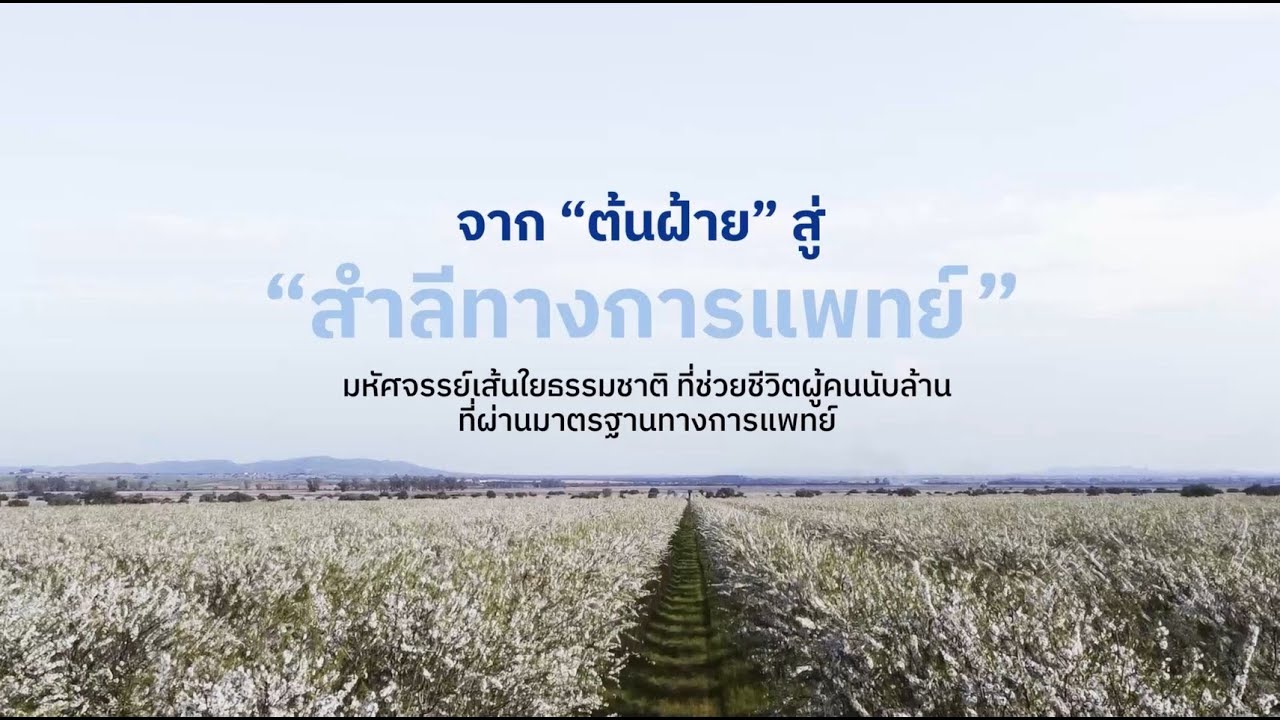 จากต้นฝ้ายสู่สำลีทางการแพทย์